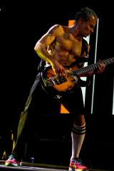 Flea Flea